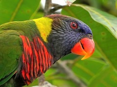 Coconut lorikeet in Raja Ampat, Indonesia