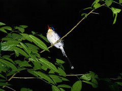 Common paradise kingfisher in Raja Ampat, Indonesia.