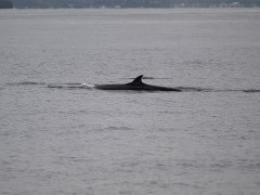 Minke whale in Raja Ampat, Indonesia.