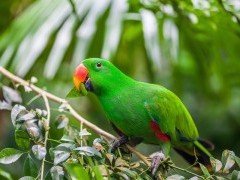 Eclectus parrot in Raja Ampat, Indonesia