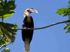 Papuan hornbill in Raja Ampat, Indonesia.