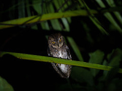 Rajah scop's owl in Raja Ampat, Indonesia.