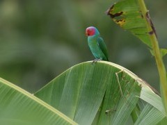 Red-cheeked parrot in Raja Ampat, Indonesia