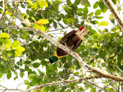 Red bird of paradise in Raja Ampat, Indonesia.