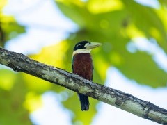 Rufous-bellied kookaburra in Raja Ampat, Indonesia