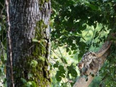 Spotted cuscus in Raja Ampat, Indonesia.