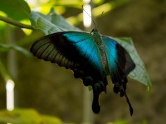 Ulyses butterfly in Raja Ampat, Indonesia