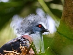 Western crowned pigeon in Raja Ampat, Indonesia