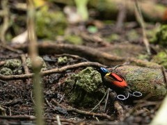 Wilson's bird of paradise in Raja Ampat, Indonesia