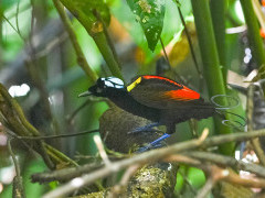 Wilson's bird of paradise in Raja Ampat, Indonesia.
