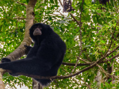 Siamang gibbon in Indonesia