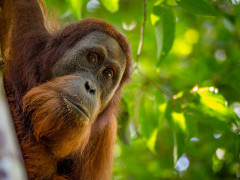 Sumatran orangutan in Indonesia