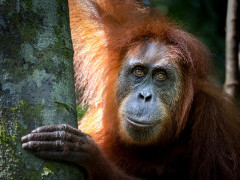 Sumatran orangutan in Indonesia