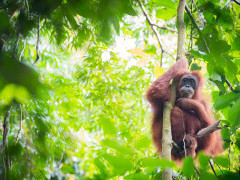 Sumatran orangutan in Indonesia