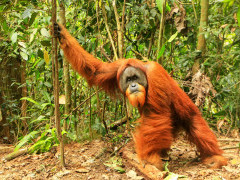 Sumatran orangutan in Indonesia