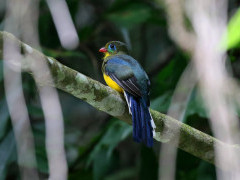 Sumatran trogon in Indonesia