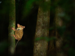 Spectral tarsier in Indonesia.