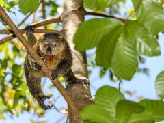 Sulawesi bear cuscus in Indonesia.