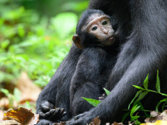 Sulawesi macaque in Indonesia.
