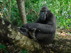 Sulawesi macaque in Indonesia.