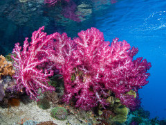Coral reef in Raja Ampat, Indonesia