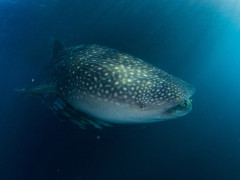 Whale shark in Triton Bay, Indonesia