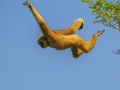 Lar gibbon in Indonesia
