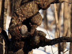 Blakiston's fish owl in Japan.