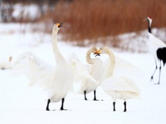 Whooper swans.