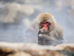 Japanese macaque in Japan.