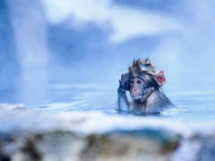 Japanese macaque in Japan.