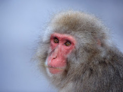 Japanese macaque in Japan.