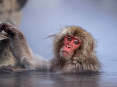 Japanese macaque in Japan.