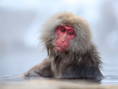 Japanese macaque in Japan.
