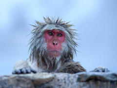 Japanese macaque in Japan.