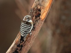 Japanese pygmy woodpecker.