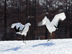 Red-crowned crane in Japan.