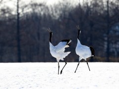 Red-crowned cranes.