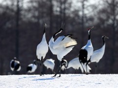 Red-crowned cranes displaying.