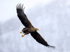 White-tailed eagle in Japan.