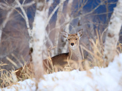 Sika deer in Japan.
