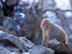 Snow monkey.