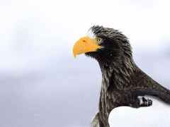 Steller's sea eagle in Japan.