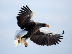 Steller's sea eagle in Japan.