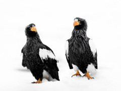 Steller's sea eagle in Japan.