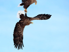 White-tailed eagles in Japan.