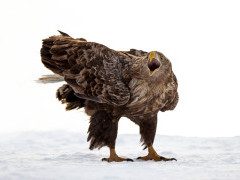 White-tailed eagle in Japan.