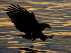 White-tailed sea eagle in Japan.