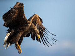 White-tailed eagle in Japan.