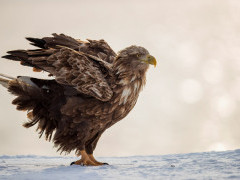 White-tailed eagle in Japan.